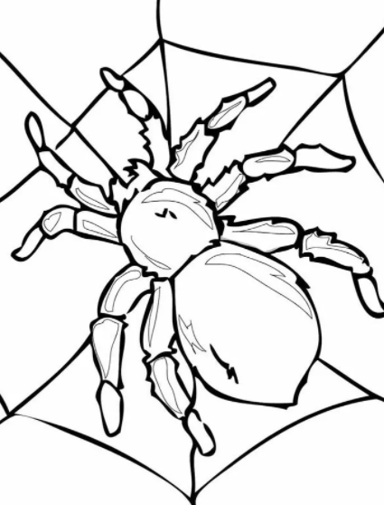 Spider Coloring Pages Free
