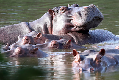 Biblical Dream Meaning of Hippopotamus