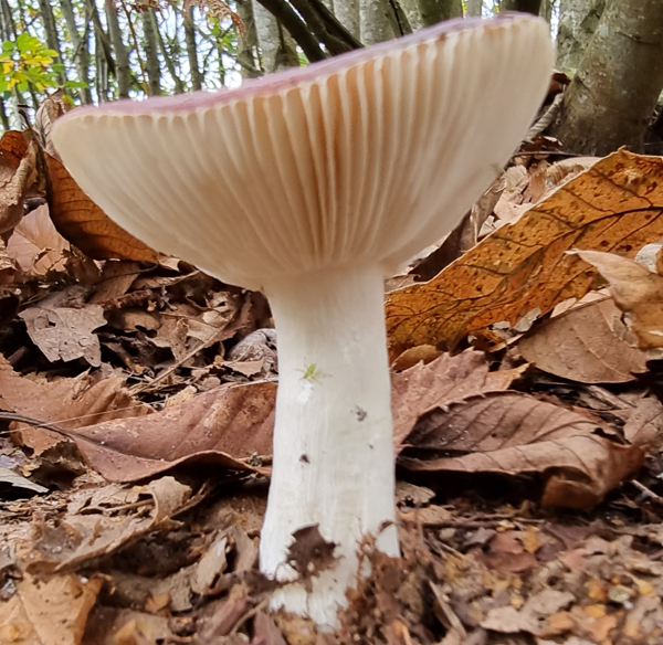 Fungi found at RSPB Pulborough