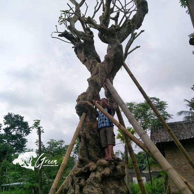 Jual Pohon Kamboja Fosil di Cianjur | Harga Pohon Kamboja Fosil Langsung Dari Petani