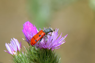 escarabajo-de-ocho-puntos-trichodes-octopunctatus-