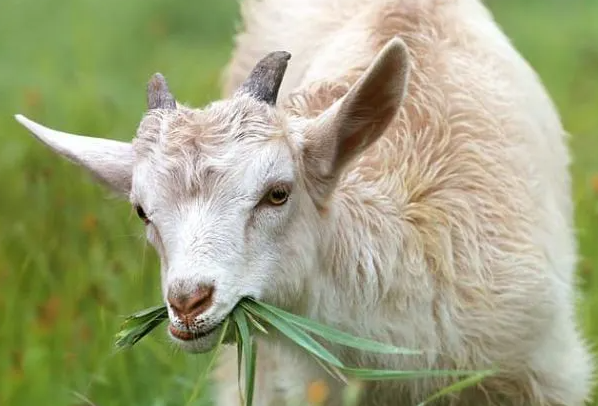 Manfaat Micin untuk Kambing yang Belum Banyak Orang Ketahui