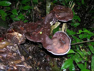 Ganoderma Mushroom Supplier in Guatemala