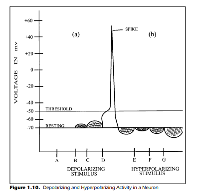 Depolarizing and Hyperpolarizing Activity in a Neuron