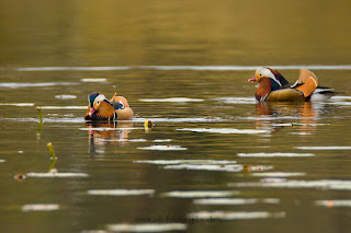 Wildlifefotografie Schloss Petzow Haussee Mandarinente