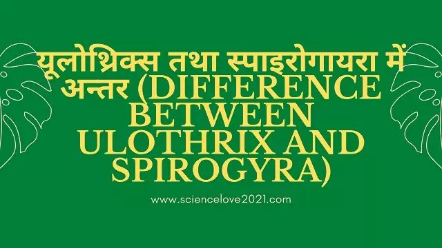 यूलोथ्रिक्स तथा स्पाइरोगायरा में अन्तर (Difference between Ulothrix/Spirogyra)|hindi