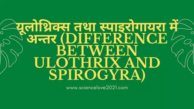 यूलोथ्रिक्स (Ulothrix) तथा स्पाइरोगायरा (Spirogyra) में अन्तर|hindi