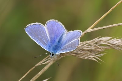 Icarusblauwtje - Ikarusblaujurkje - Polyommatus icarus