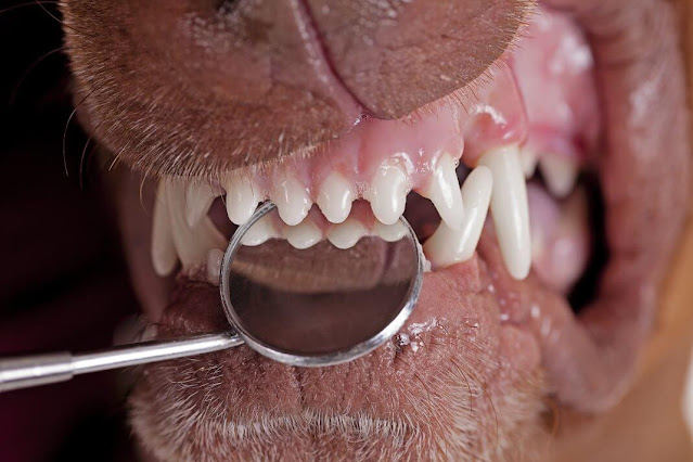 Why Do Dogs Chatter their Teeth? And How to Stop it