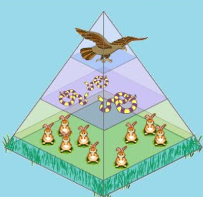 rangkuman-biologi-kelas-10-piramida-jumlah