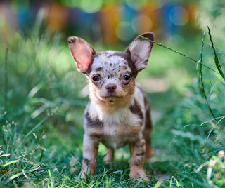 A chocolate merle coloured smooth coated Chihuahua puppy looking at the camera in long grass