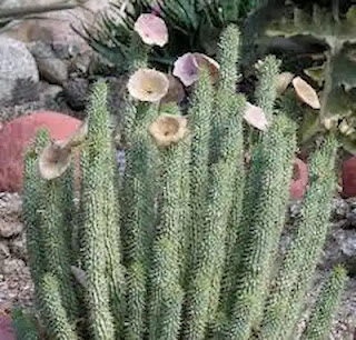 Hoodia Gordonii Is A Powerful Weight Loss Supplement