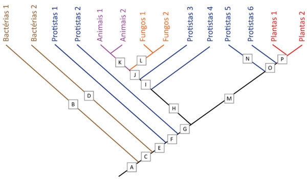 A figura mostra um cladograma simplificado das hipóteses filogenéticas já propostas para a evolução da vida na Terra.