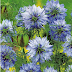 Cantik dan Estetik, Ini dia 8 Jenis Bunga Berwarna Biru