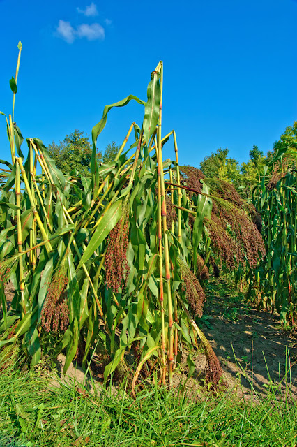 Broom Corn: ब्रूम कॉर्न क्या है ? जानिए इसके फायदे और साइड इफेक्ट