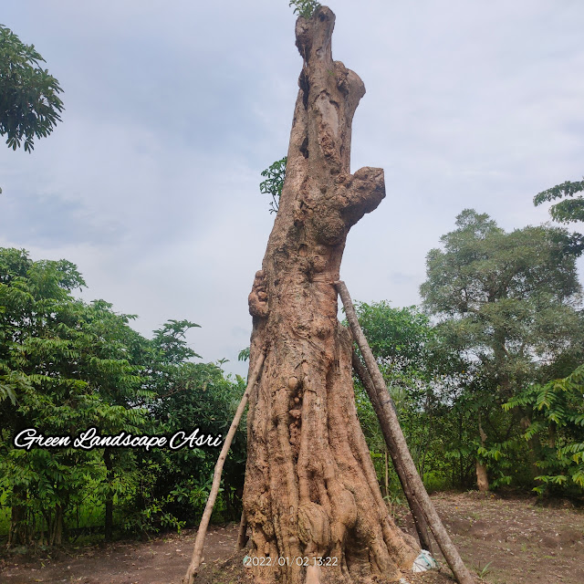 Jual Pohon Pule Taman di Tulungagung Berkualitas & Bergaransi