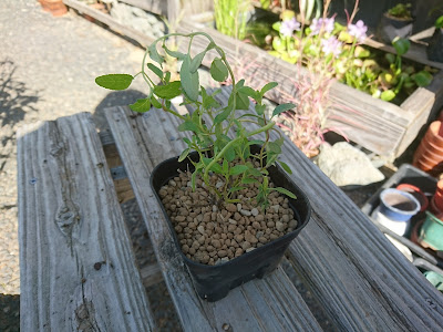 植え付け　植え替え