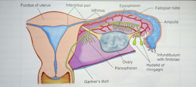 Fallopian Tube female pelvic organ