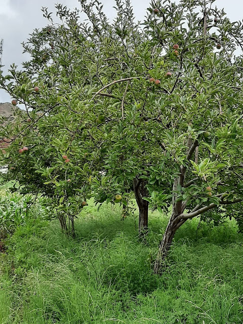 Die Apfelernte steht kurz bevor dann gibt es auch in Mojinete Bolivien Apfelkuchen.