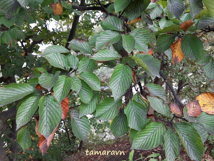 Мелкоплодник ольхолистный (Micromeles alnifolia)