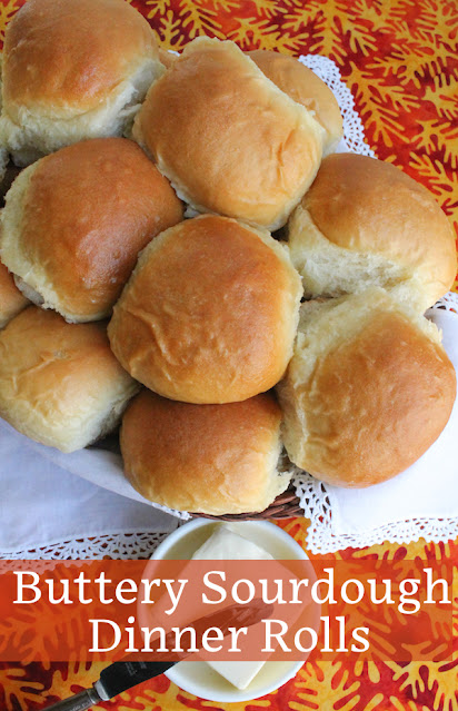 Soft, fluffy and tender, these buttery sourdough dinner rolls are perfect to accompany your holiday meal and for making leftover turkey or ham sandwiches.