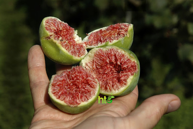 Figs for skin