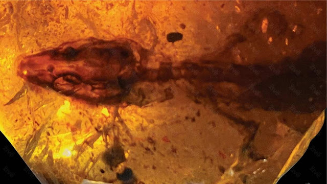110-million-year-old Lizard Rhetinosaurus Found in Amber