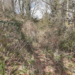 A path cut through brambles leads to more brambles, in some very scrubby untidy woods