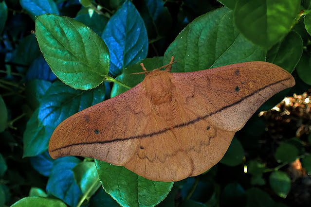 Cricula trifenestrata male