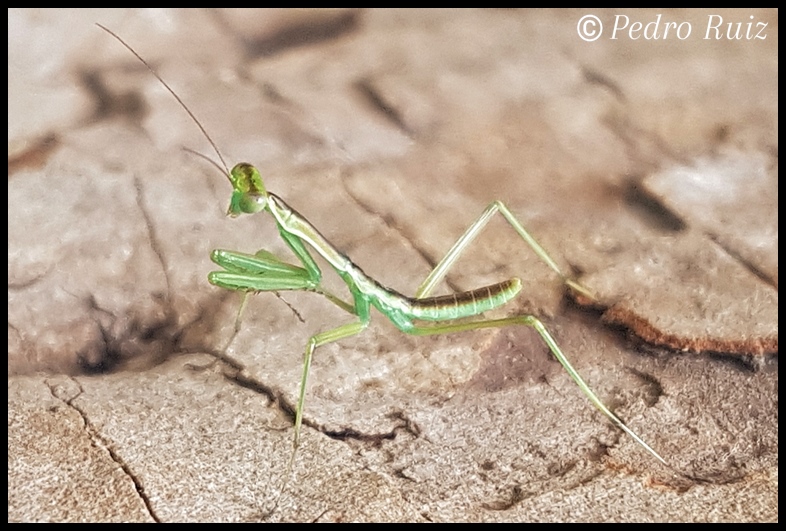 Ninfa L2 de Omomantis zebrata