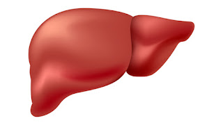 Liver