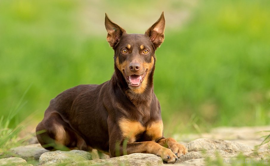 Berger Australien Croisé Kelpie Australien