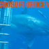 Shark Tip - VBA Excel | Inserir várias Planilhas - Insert Multiple Worksheets thumbnail