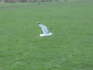 Adult Common Gull flying