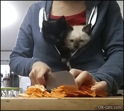 Funny Cat GIF • These 2 cute kittens have found the purrfect "fort" because they know that dinner is coming [ok-cats.com]