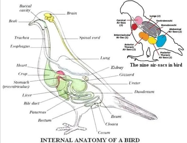 Digestive System of Birds (Aves) and their Functions
