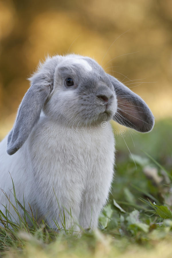 Rabbit Facts 19 Interesting Facts