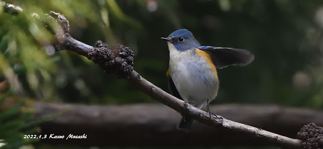 宮城の野鳥