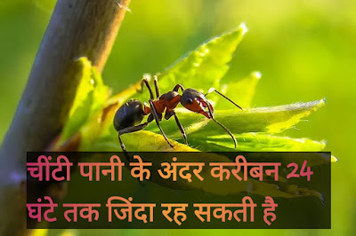 Essay On Ant In Hindi