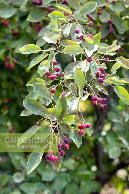 Amelanchier x grandiflora 'Strata'