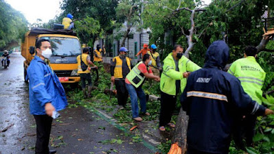 Walikota Tinjau langsung lokasi pohon tumbang akibat hujan dan angin kencang