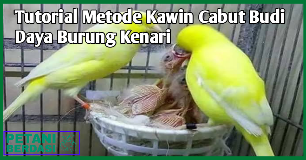 Cabut Budi Daya Burung Kenari