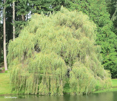 weeping willow, Salix babylonica