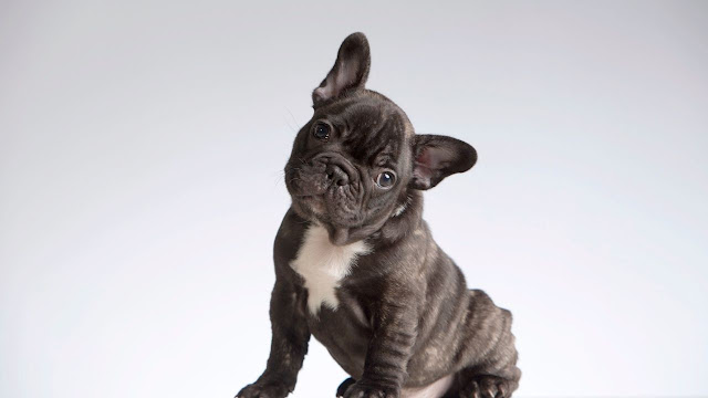 Reasons of French Bulldog have skin bumps?