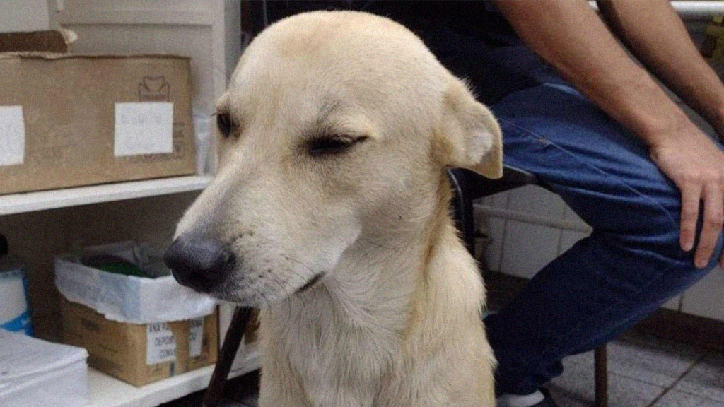 Cachorro que ficou em frente a hospital esperando dono que morreu reencontra antiga família: 'Emocionante'