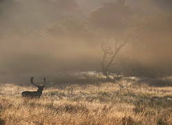 AWD BRONST