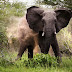 Gajah pijak pemburu haram sampai mayatnya hancur