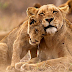 South African lions, pumas contracted COVID-19 from zoo workers