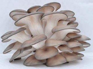 Cyprus Mushrooms Suppliers and Manufacturers.