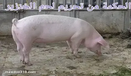 الحكمة من تحريم لحم الخنزير
